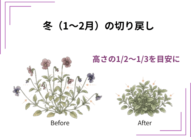 冬(1〜2月)の切り戻し|春の色づきを左右する大事な作業