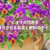 ビオラの花色を長持ちさせる剪定と肥料のポイント