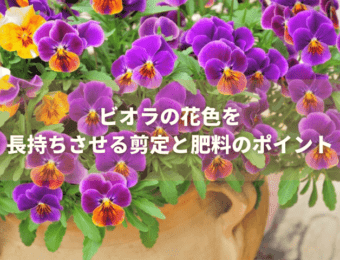ビオラの花色を長持ちさせる剪定と肥料のポイント