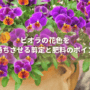 ビオラの花色を長持ちさせる剪定と肥料のポイント