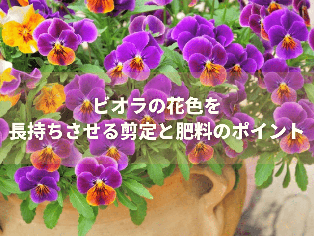 ビオラの花色を長持ちさせる剪定と肥料のポイント