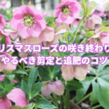 クリスマスローズの咲き終わりにやるべき剪定と追肥のコツ