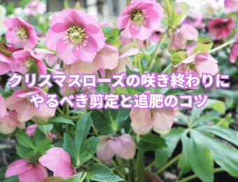 クリスマスローズの咲き終わりにやるべき剪定と追肥のコツ