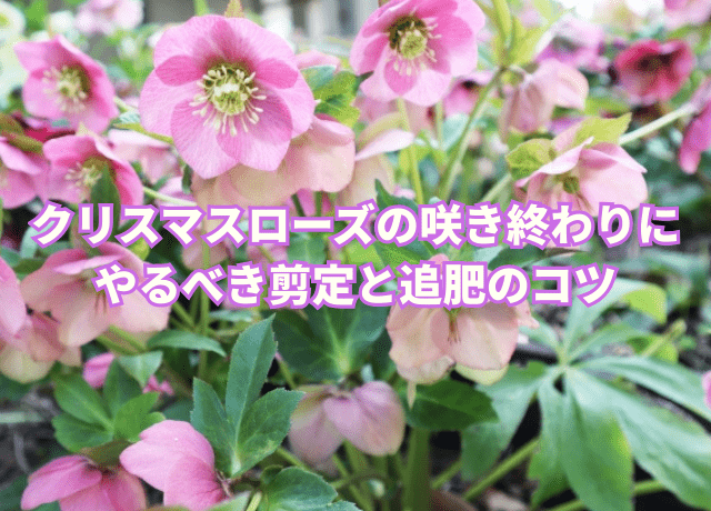 クリスマスローズの咲き終わりにやるべき剪定と追肥のコツ