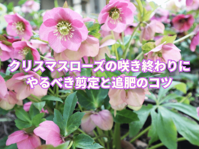 クリスマスローズの咲き終わりにやるべき剪定と追肥のコツ