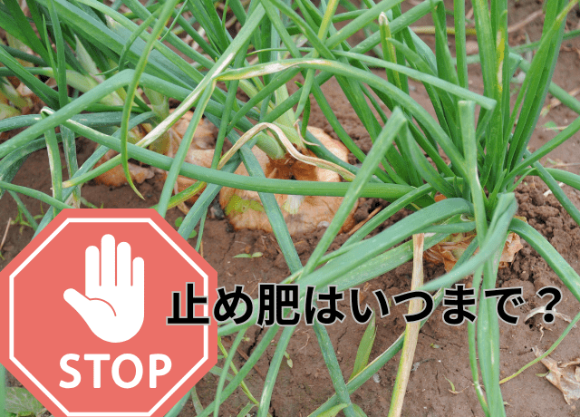 止め肥はいつまで?早生は2月中旬、中生は3月上旬が目安