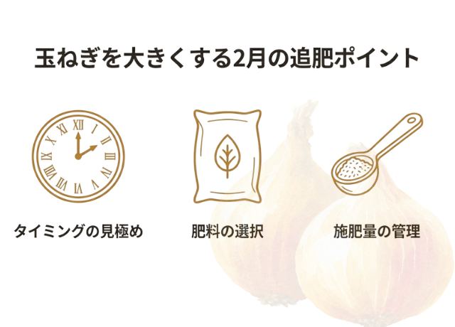 玉ねぎを大きくする2月の追肥ポイント