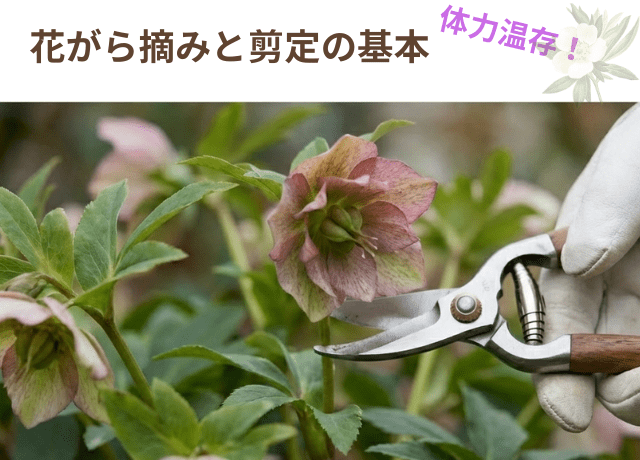 株の体力を温存する花がら摘みと剪定の基本