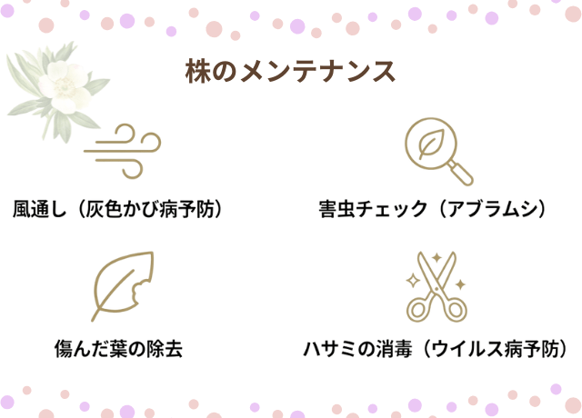 剪定・追肥とあわせて行いたい株のメンテナンス