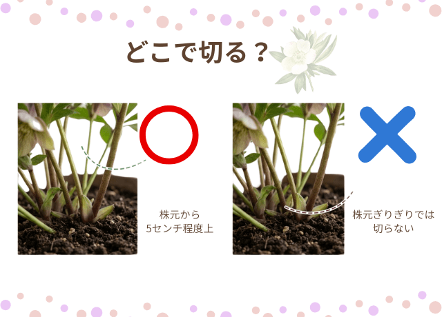 花茎はどこで切る?
