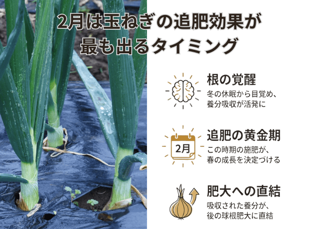 2月は玉ねぎの追肥効果が最も出るタイミング