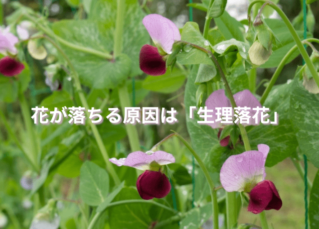 花が実にならずに落ちる原因「生理落花」とは