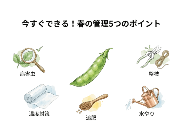 えんどうの落花を防ぐための春の管理ポイント