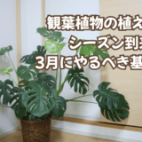 観葉植物の植え替えシーズン到来|3月にやるべき基本手順