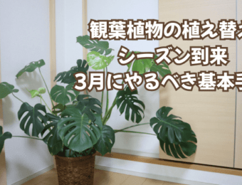 観葉植物の植え替えシーズン到来|3月にやるべき基本手順