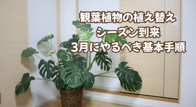 観葉植物の植え替えシーズン到来|3月にやるべき基本手順