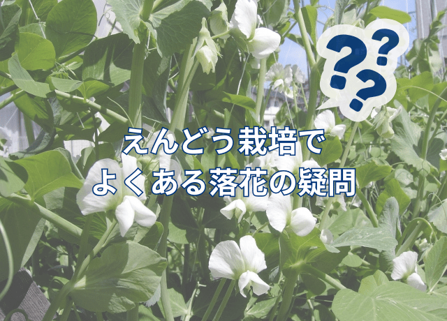 えんどう栽培でよくある落花の疑問 Q&A