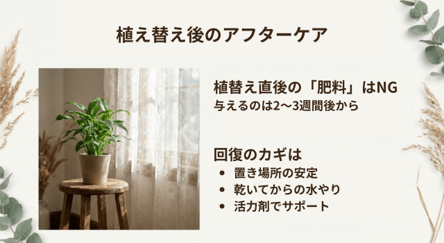 植え替え後のアフターケア|元気に育てるための注意点