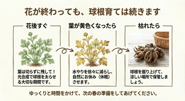 花後の管理|来季に向けた球根の育て方