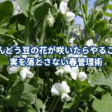 えんどう豆の花が咲いたらやること|実を落とさない春管理術