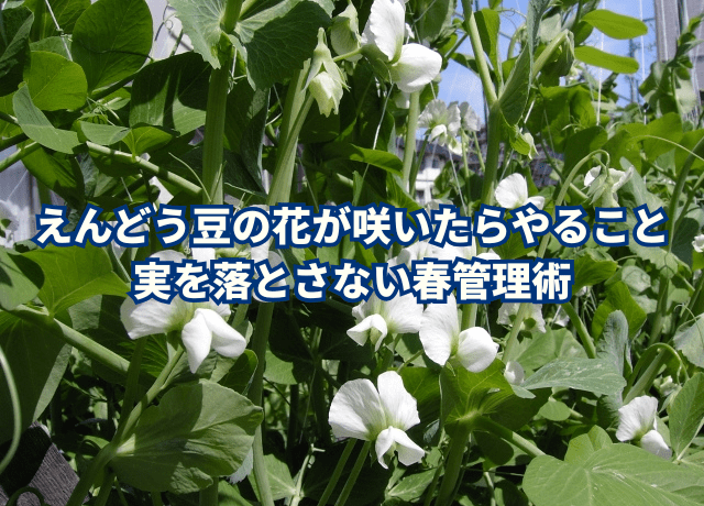 えんどう豆の花が咲いたらやること|実を落とさない春管理術