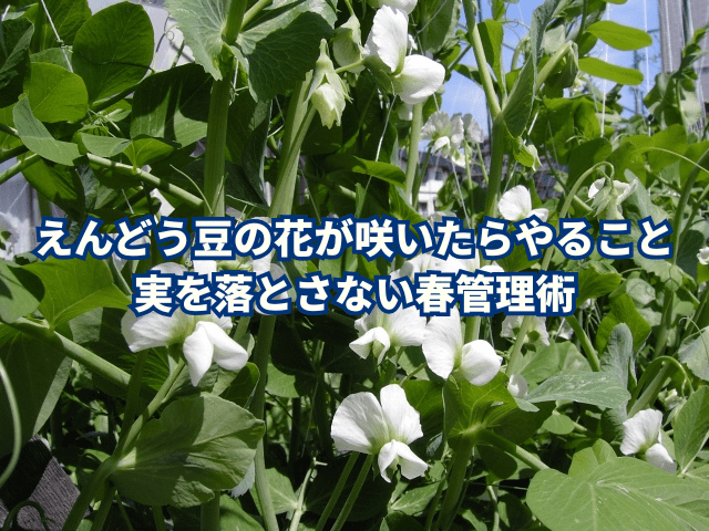 えんどう豆の花が咲いたらやること|実を落とさない春管理術