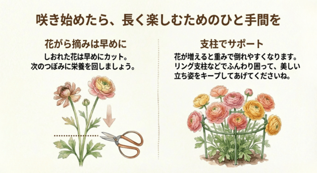 開花を長持ちさせる、開花期のメンテナンス