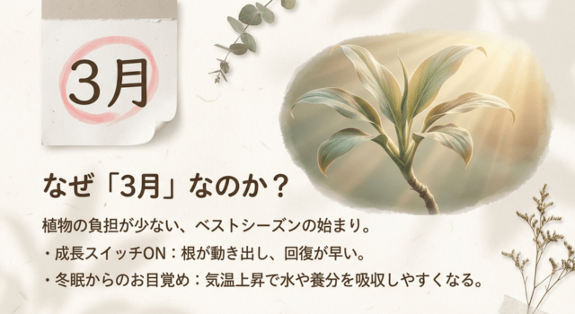 なぜ3月?観葉植物の植え替えに最適なタイミングとは