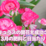 ラナンキュラスの開花を成功させる!3月の肥料と日当たり