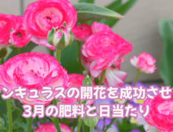 ラナンキュラスの開花を成功させる!3月の肥料と日当たり