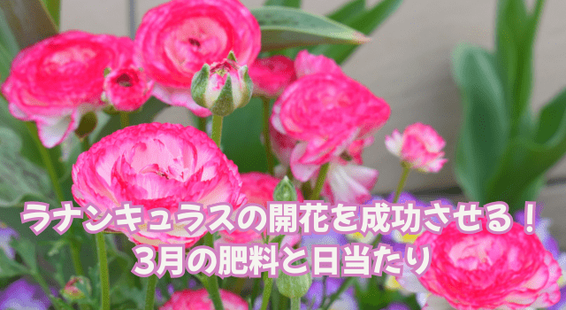 ラナンキュラスの開花を成功させる!3月の肥料と日当たり