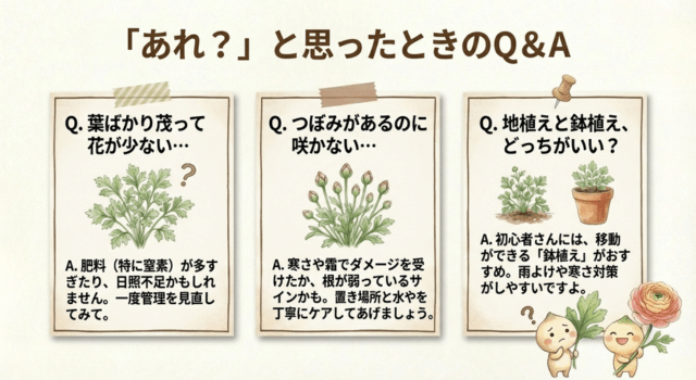 3月のラナンキュラス管理でよくある失敗と対処法