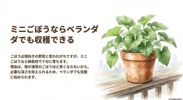 ミニごぼうならベランダでも収穫できる