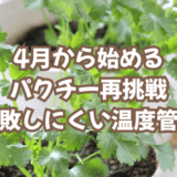 4月から始めるパクチー再挑戦|失敗しにくい温度管理