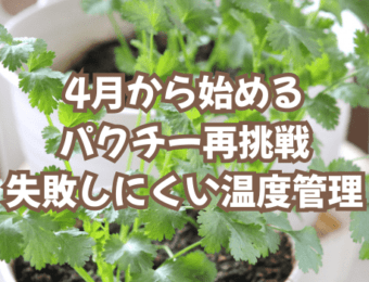 4月から始めるパクチー再挑戦|失敗しにくい温度管理
