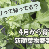 オカノリって知ってる?4月から育てる新顔葉物野菜入門