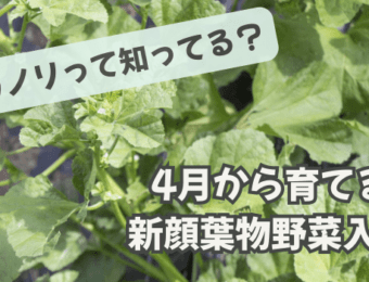 オカノリって知ってる?4月から育てる新顔葉物野菜入門