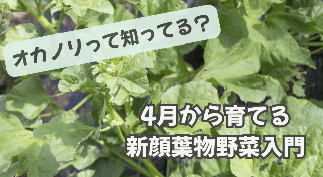オカノリって知ってる？4月から育てる新顔葉物野菜入門