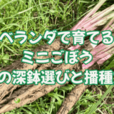 ベランダで育てるミニごぼう|4月の深鉢選びと播種方法