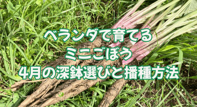 ベランダで育てるミニごぼう|4月の深鉢選びと播種方法