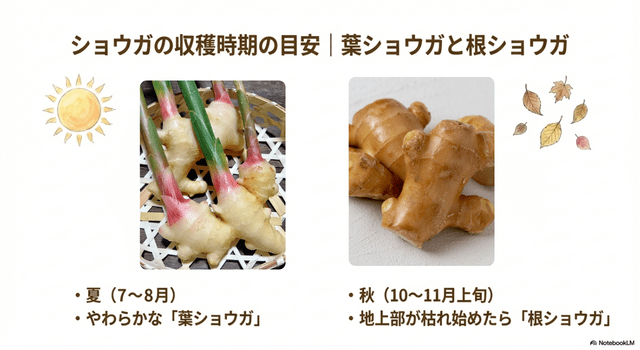 ショウガの収穫時期の目安|葉ショウガと根ショウガ