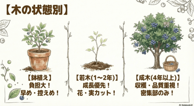 鉢植え・若木・成木で変わる摘果の考え方