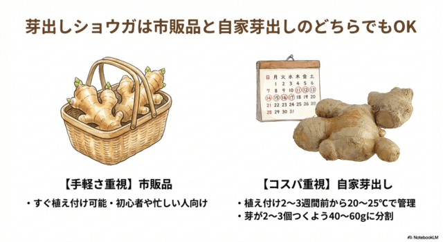 芽出しショウガは市販品と自家芽出しのどちらでもOK