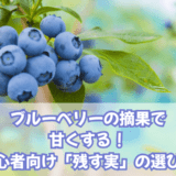 ブルーベリーの摘果で甘くする!初心者向け「残す実」の選び方
