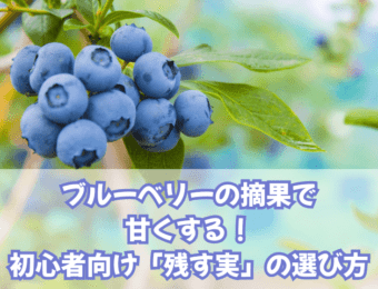 ブルーベリーの摘果で甘くする!初心者向け「残す実」の選び方