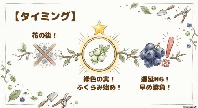 ブルーベリーの摘果はいつする?適期の目安