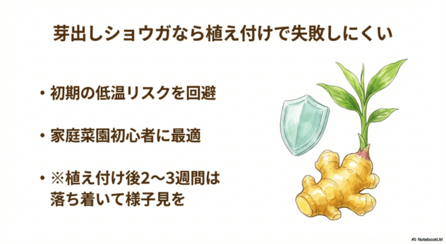 芽出しショウガなら植え付けで失敗しにくい