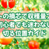 トマトの摘芯で収穫量アップ|初心者でも迷わない切る位置ガイド