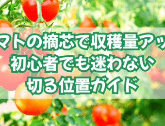 トマトの摘芯で収穫量アップ|初心者でも迷わない切る位置ガイド