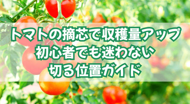 トマトの摘芯で収穫量アップ｜初心者でも迷わない切る位置ガイド